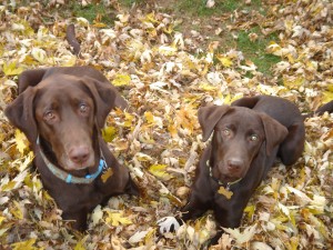 My dogs Bing and Iggy